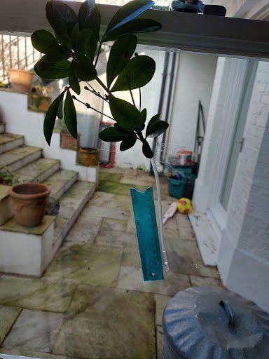 It’s Science enrichment week at UCS and we’re doing lots of remote practical lessons in Biology. Here are some DIY potometers set up by our Transitus students to measure transpiration rate in plants. #scienceathome #UCS #UCSBiology #UCSenrichment #Biologyathome #remoteteaching
