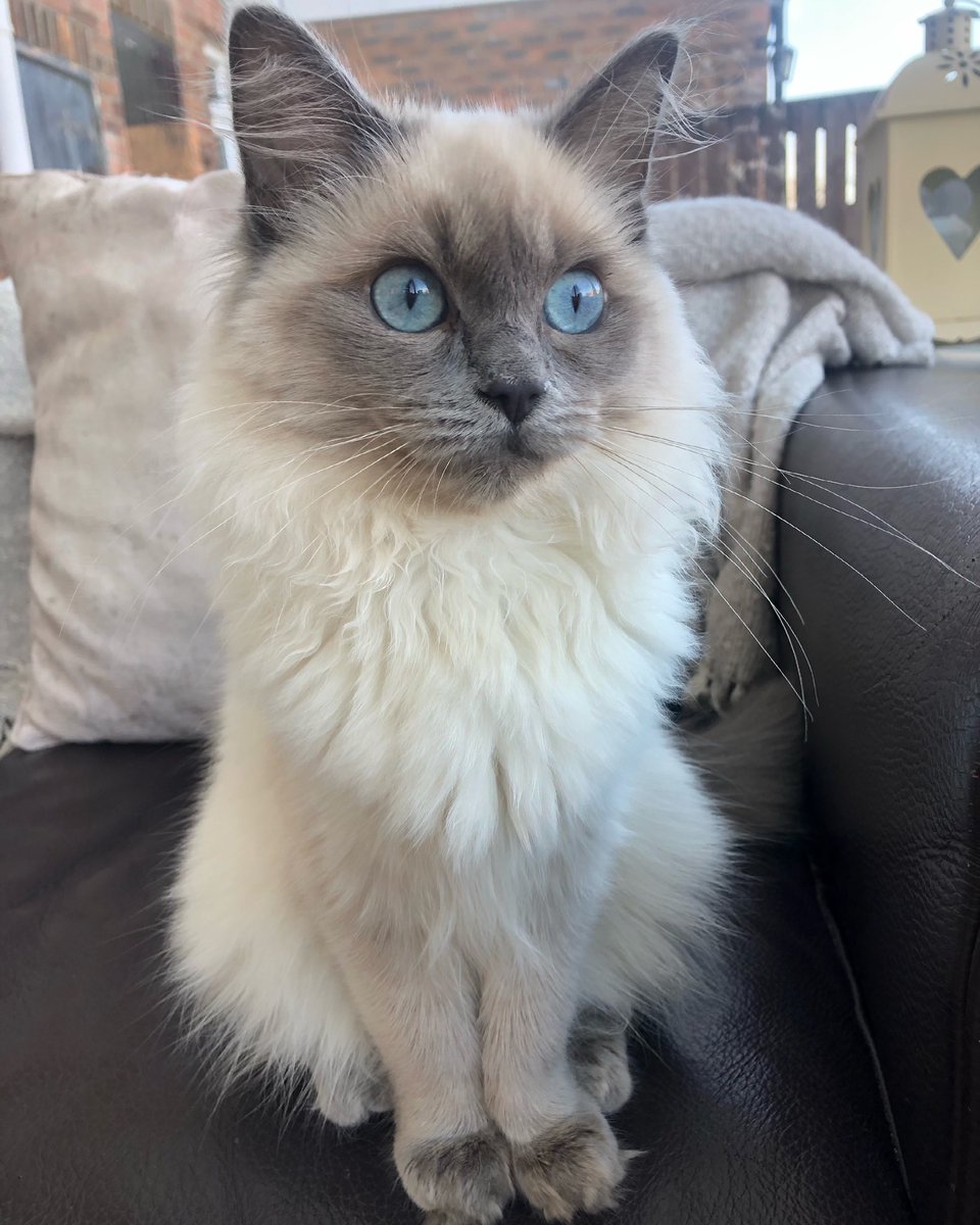 Cazack77's tweet photo. The most beautiful boy 🥺🥰💙🐈 https://t.co/6NbVZqs9xP