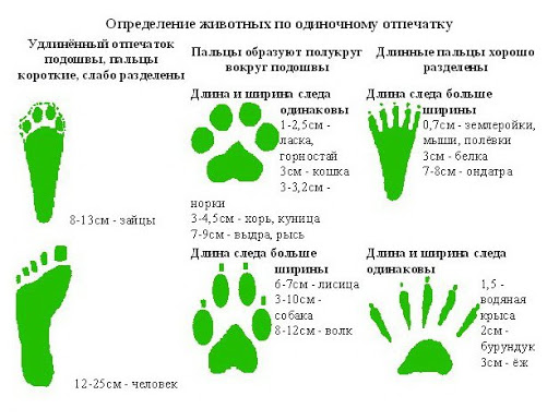 След лося размер. Следы животных на снегу для детей. Презентация с следами зверей. Дидактическая игра следы диких животных. Презентация с следами зверей.