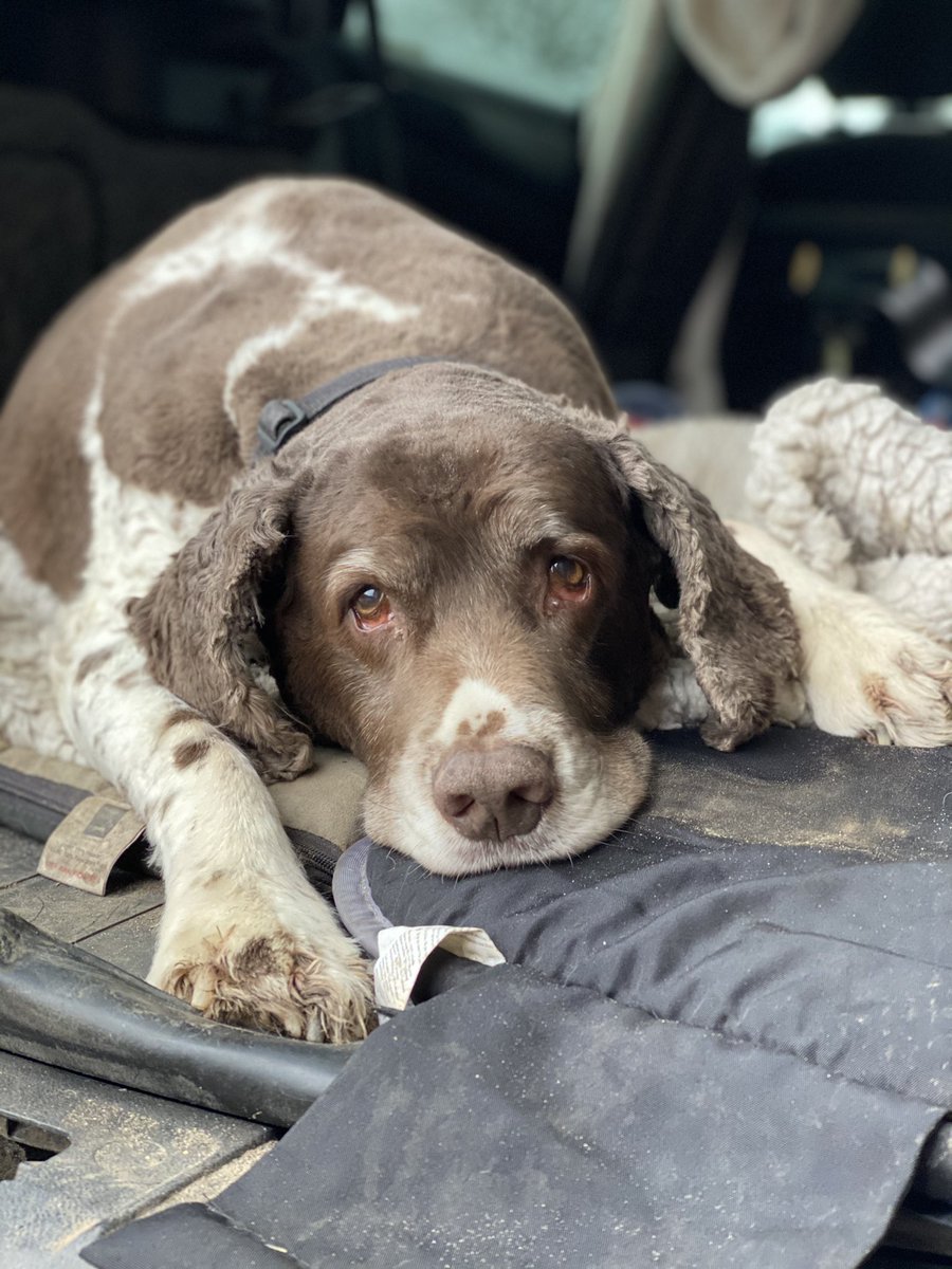 SpanielsSuper's tweet photo. We’re at home waiting patiently, Mum has gone for her Covid vaccine, we’re very relieved. Dad’s had his already #BothSafe #ItsEveryonesResponsibilityToGetTheJab #COVIDVaccination #IWillTakeTheVaccine #CovidVaccine #VaccineVaccineVaccineImBeggingYouToTakeTheJab https://t.co/PSwI0vlcTS
