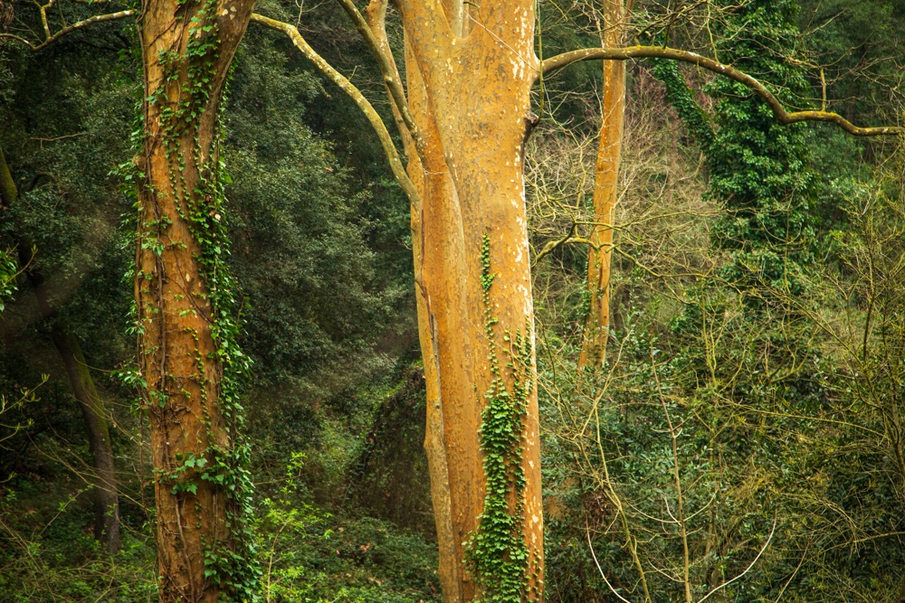 📸Feliz día de Sant Medir #santcugat #barcelona