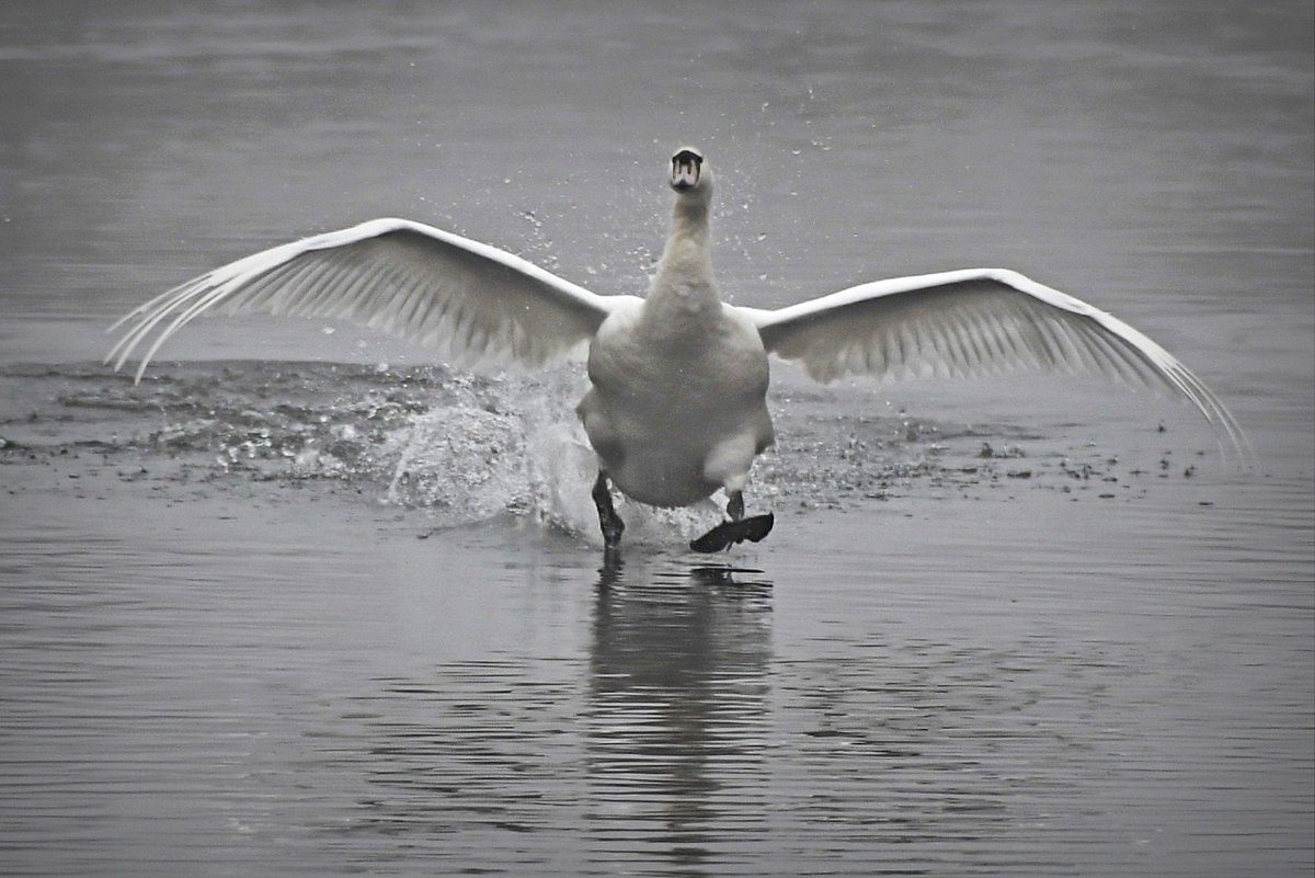 ChrisWizz3r's tweet photo. @FleetPondSoc @HartCountryside @BBCSpringwatch  Walking on water at Fleet Pond! https://t.co/RGHORS9NlA