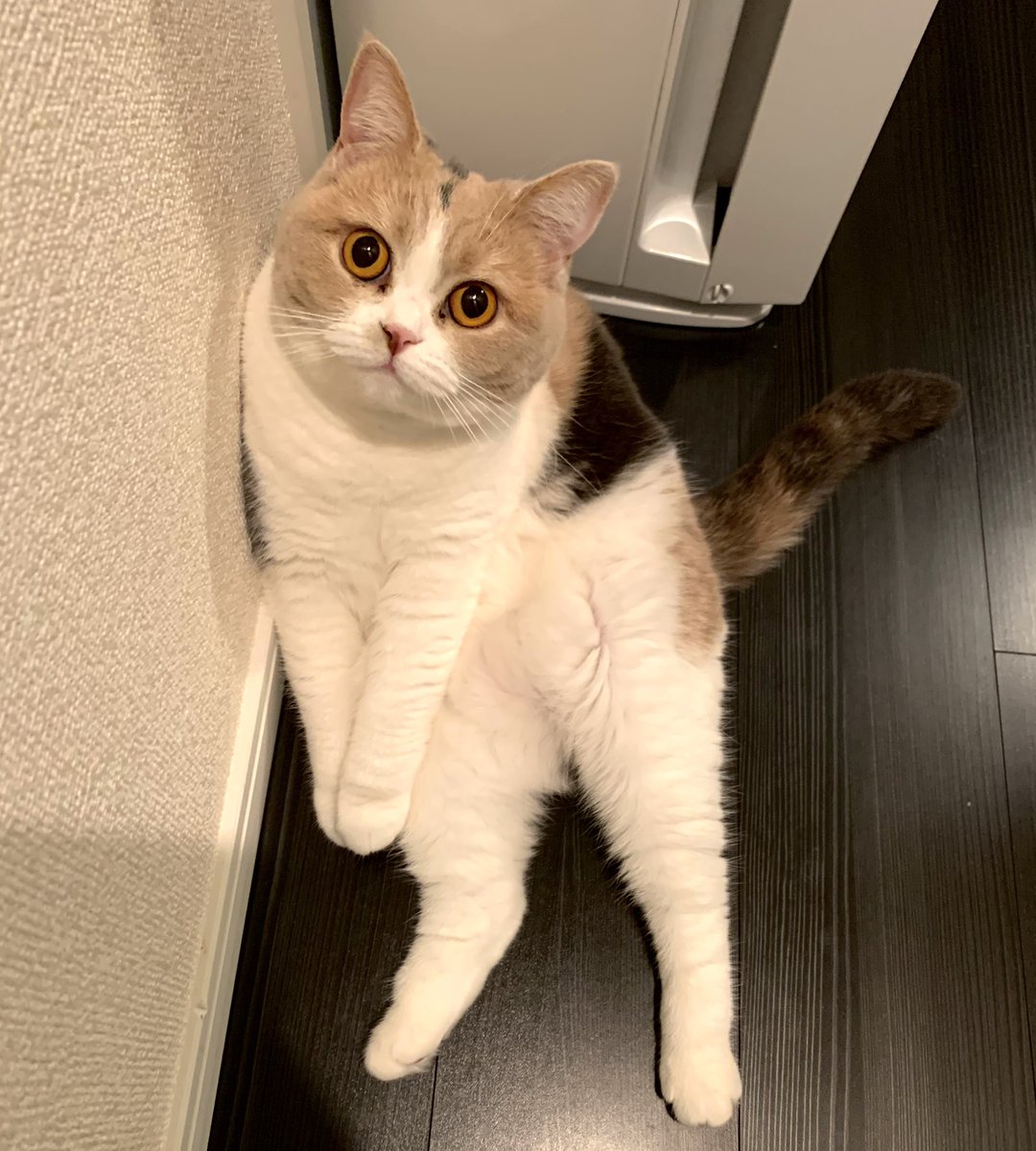 動物病院の待合室で 小林ケルベロスちゃ ん というお呼び出し 小型犬が小脇に抱かれて行ってツボ ギャップがあるほど愛おしい Togetter