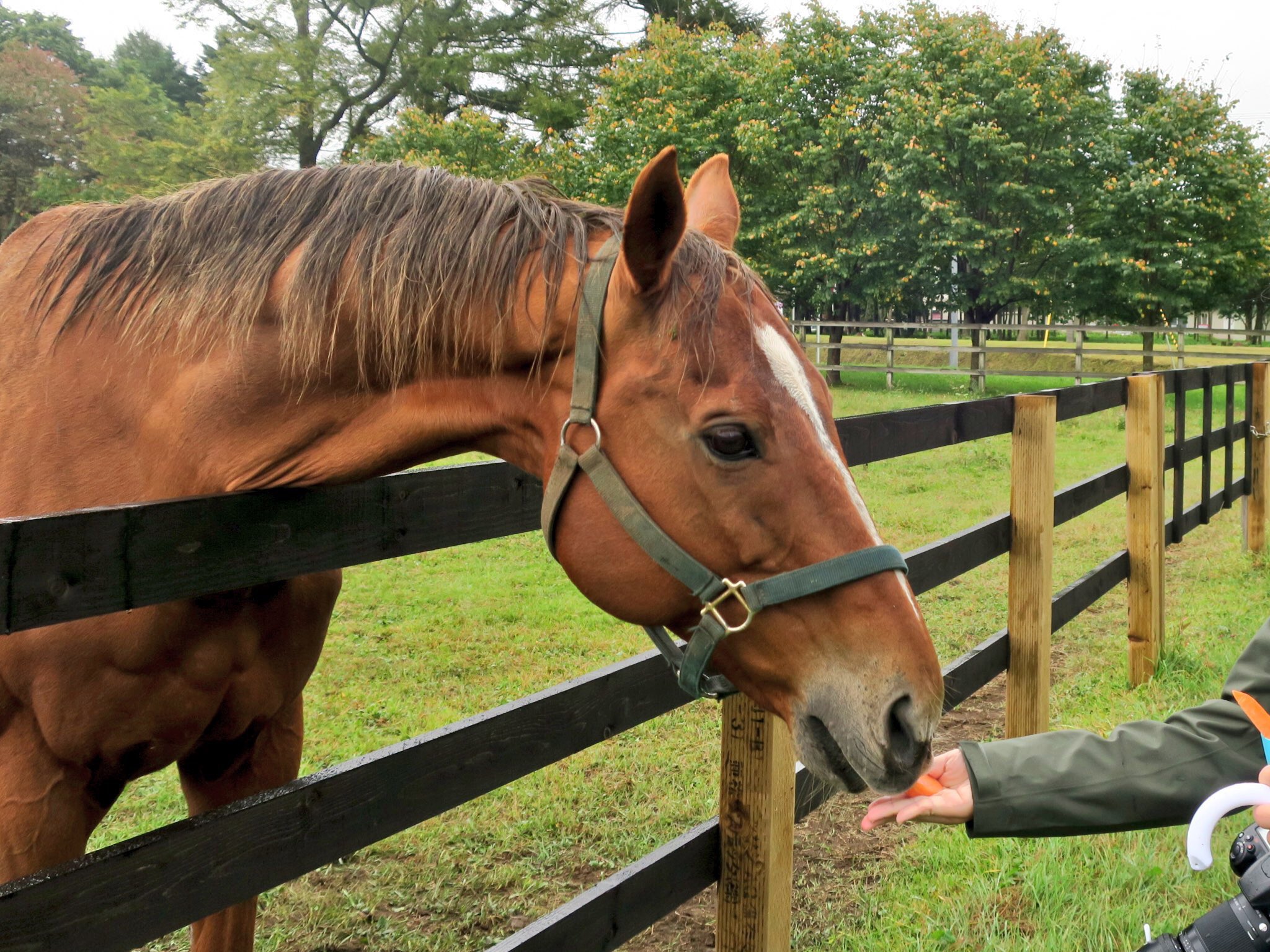 わらび ウマ娘でやたらと強調されてるにんじん 現実の馬はウマ娘以上ににんじん大好物 にんじんは馬 が食べられる物の中ではトップクラスに甘いものなので文字通り飛んで来ます これは名前呼んでも反応なかったけどにんじん出したらすぐに来たスズカ