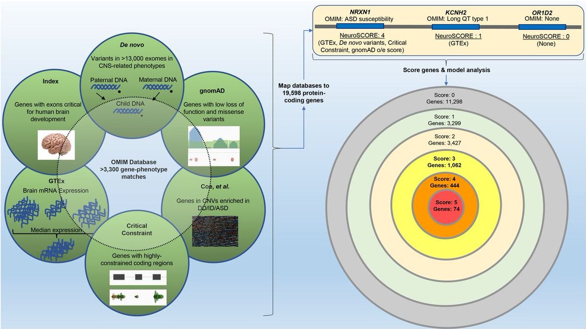 Lineagen_Inc's tweet photo. Check out this new publication in @biorxivpreprint! NeuroSCORE: A Genome-wide Omics-Based Model to Identify Candidate Disease Genes of the Central Nervous System https://t.co/VHZXlFSTkC https://t.co/InSjljtszK
