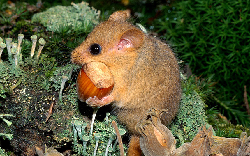 We're asking you to please think about wildlife and join the call to take pesticide products off supermarket shelves this World Wildlife Day! pan-uk.org/take-pesticide… #WorldWildlifeDay #ToxicSupermarkets