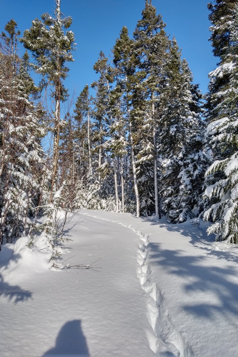 Thomas Howe Forest tweet media