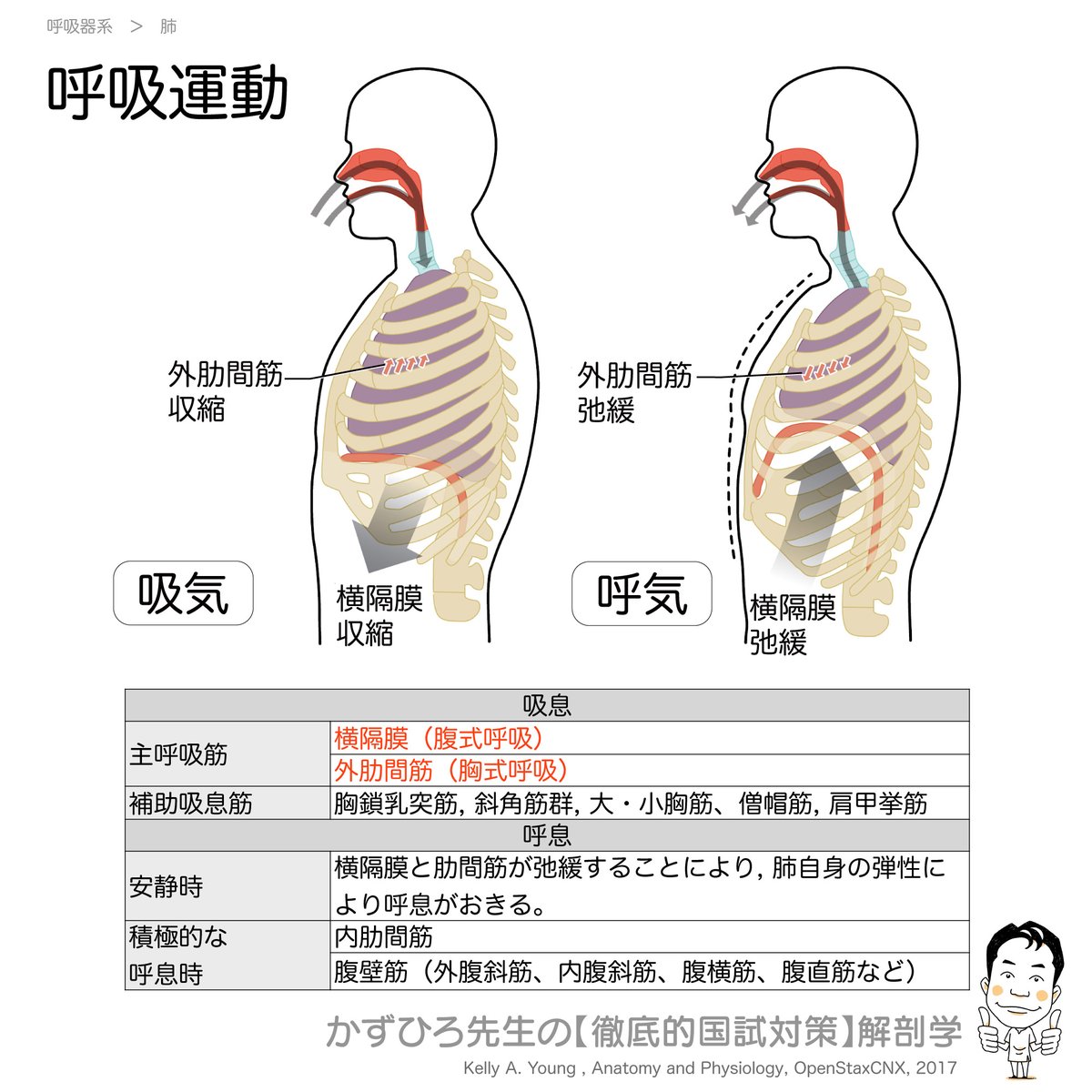 かずひろ先生 なるほど解剖学 在 Twitter 上 呼吸運動のポイント 吸息 主呼吸筋 腹式呼吸 横隔膜 胸式呼吸 外肋間筋 補助吸息筋 胸鎖乳突筋 斜角筋 など 呼息 安静時 吸気筋が弛緩すると肺自身の弾力性で自然に呼息が起こる 積極的な呼息