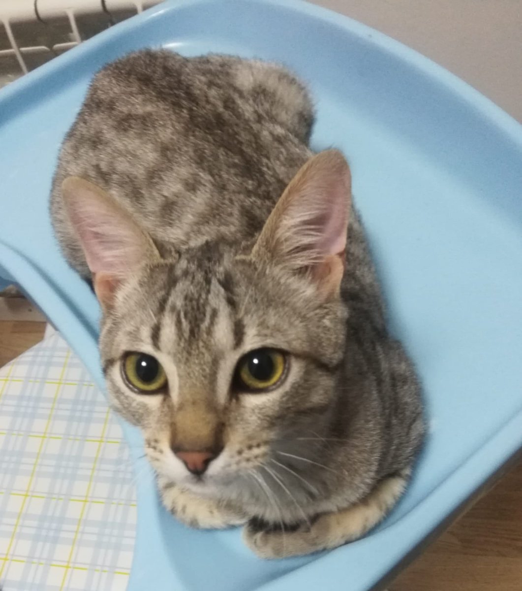 ProgatL's tweet photo. GATET EN ADOPCIÓ
Aquest gat te 6 mesos i és un encant però per problemes aliens a ell no el poden seguir tenint i ens demanen ajuda per trobar-li una bona família.
Si li voleu donar una llar on ser feliç poseu-vos en contacte amb nosaltres.

☎️ 622 210 245 / 675 970 535 https://t.co/2kFpTpiLtX