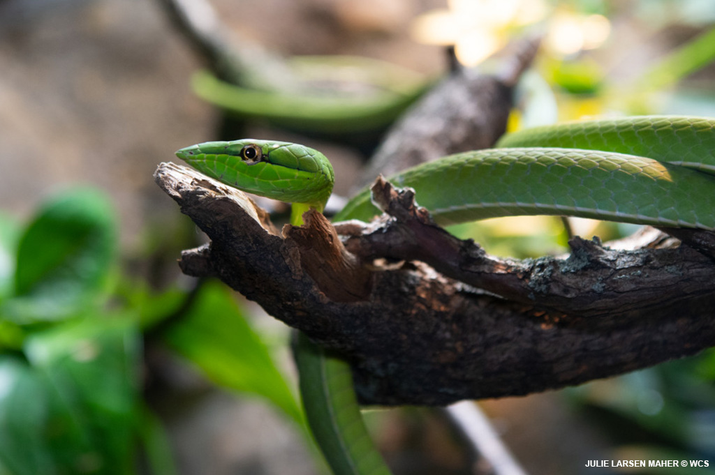 BronxZoo tweet picture