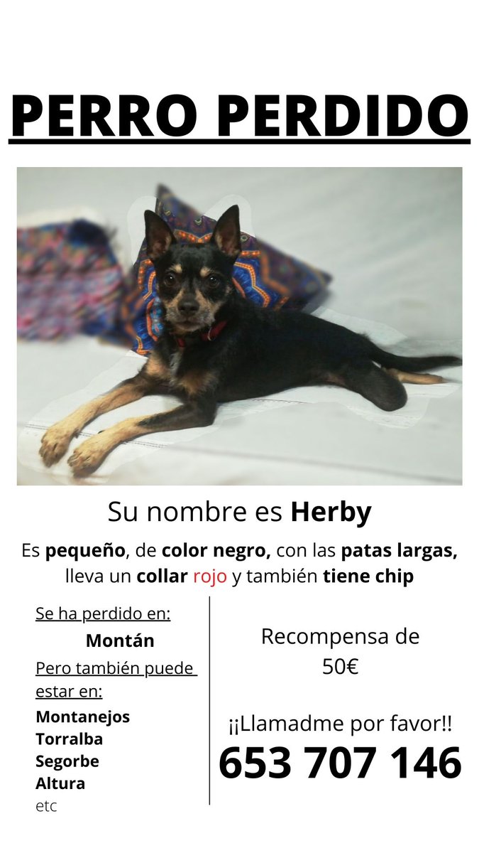 elrubenssss's tweet photo. ‼️UNA SEMANA DESAPARECIDO‼️

OS AGRADECERIA MUCHO UN SIMPLE "RT" PARA QUE EL MAYOR NÚMERO DE PERSONAS VEAN ESTO, POR SI ALGUIEN HA VISTO A MI PERRO POR ALGUN SITIO 😪🙏🏼🙏🏼🙏🏼🙏🏼🙏🏼💔💔💔💔💔 https://t.co/MD0qAetnJ3