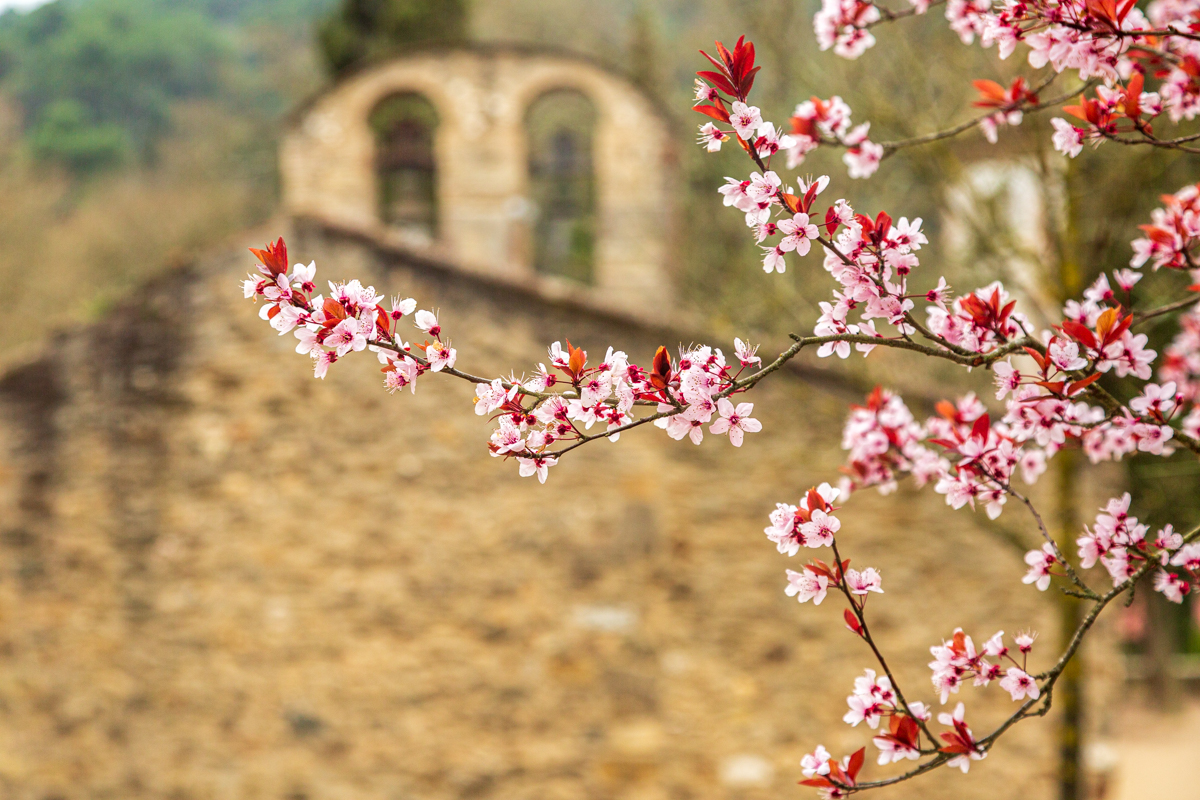 📸Feliz día de Sant Medir #santcugat #barcelona