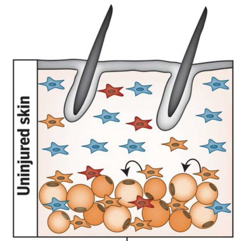 ValerieJHorsley's tweet photo. Please RT.  My lab team is looking for postdocs interested in cellular communication during tissue repair and regeneration! If you are interested in working hard in a supportive environment, learn more here: https://t.co/vYEHzQyg5i! https://t.co/GvHF1O2v1j