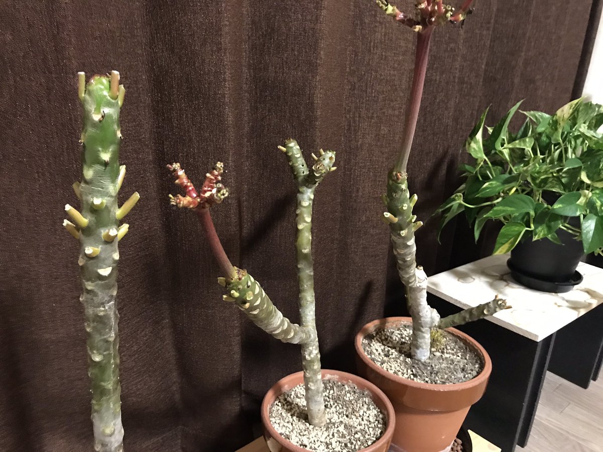 観葉植物と猫 以前から葉っぱに病気が入っていたので プルメリアの葉っぱを全部カットしました まるでキュウリみたいになっちゃった プルメリア 花 観葉植物と猫 以前から葉っぱに病気が入っていたので プルメリアの葉っぱを全部カットしました まるでキュウリみたいになっちゃった プルメリア 花