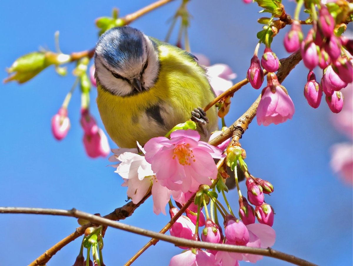 LanaToro21's tweet image. #PositiveVibes #AmazingSpring 

💝🐦🌞🐦💝🐦🌞🐦💝🐦🌞🐦💝

A faithful Heart will always find a Worthy Reward...

💝🐦🌞🐦💝🐦🌞🐦💝🐦🌞🐦💝

CU on Friday😇