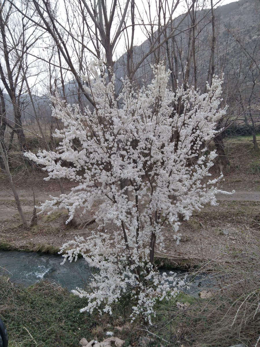 ‘Contra todo florecen los almendros’ (BenClark) floreciendo en #CasaelPlano #Montalbán #Teruel