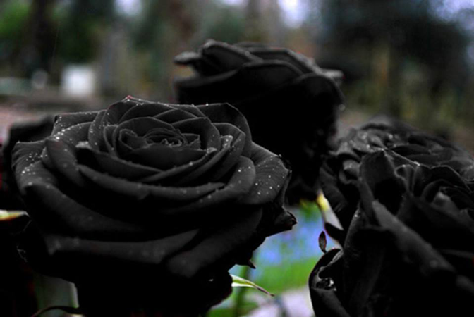切ない花言葉 Auf Twitter 黒バラ 黒いバラはトルコのハルフェティ南東部のみに生息する花 この地域特有の土壌と気候という特別な条件が必要で絶滅寸前の希少な花です 花言葉は 決して滅びることのない愛 T Co Tkpmeapcos Twitter