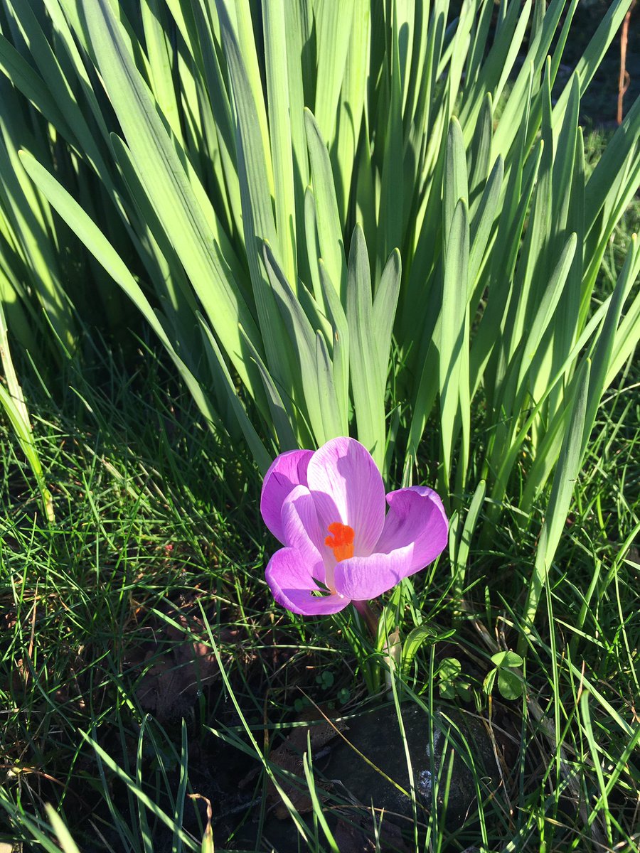 Maevemc's tweet photo. Spring is here finally 🌸🌼🌿🌞 https://t.co/DvSwKmiKmZ