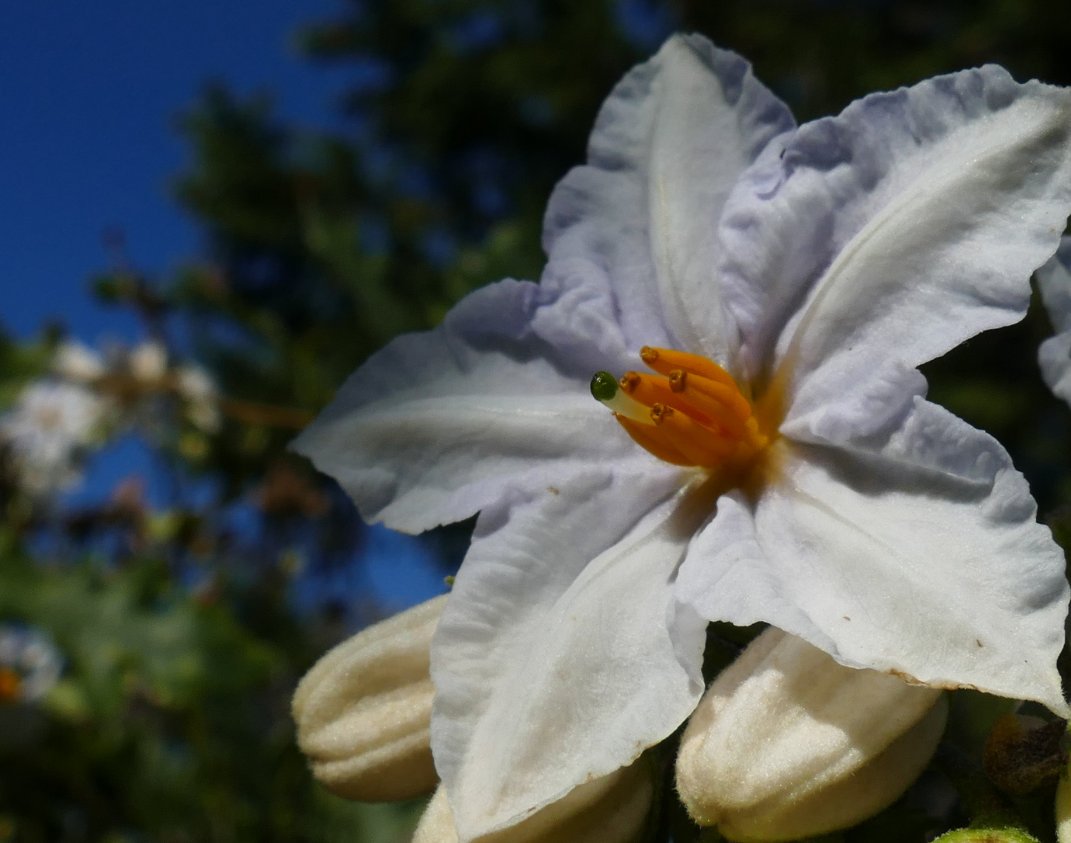 LuberaUK's tweet photo. #SolanumJasminoides or the #potatovine as it is sometimes known is usually grown as a #climbingplant, but it can also be offered in an easier to handle pot.  The rich &amp; numerous #flowers make the plant so attractive. The white #blooms can reach over 2 cm.
#Lubera https://t.co/82zERxjvBO