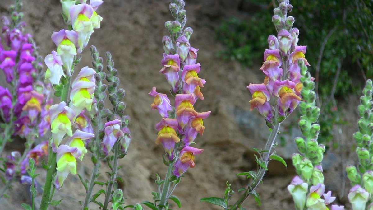 Fieldwork volunteers wanted! Nick Barton's group is recruiting volunteers to assist in a long term (10+ year) field study of the snapdragon hybrid zone! If you are interested in participating follow the link! And please share! bartongroup.pages.ist.ac.at/fieldwork-2021/