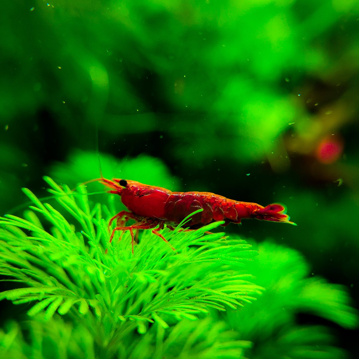 brightfryed's tweet photo. Bloody Mary Grazing on the Limnophilia Sessiliflora πΏ
.
Enjoying my content? Don't forget to head over to YouTube and sub π
.
#aquascape #aquascapes #aquascaping #aquascaper #aquascapers #aquascapedesign #plantedtanks #plantedtank #plantedtanksofinstagram https://t.co/3c6NlCgCHm