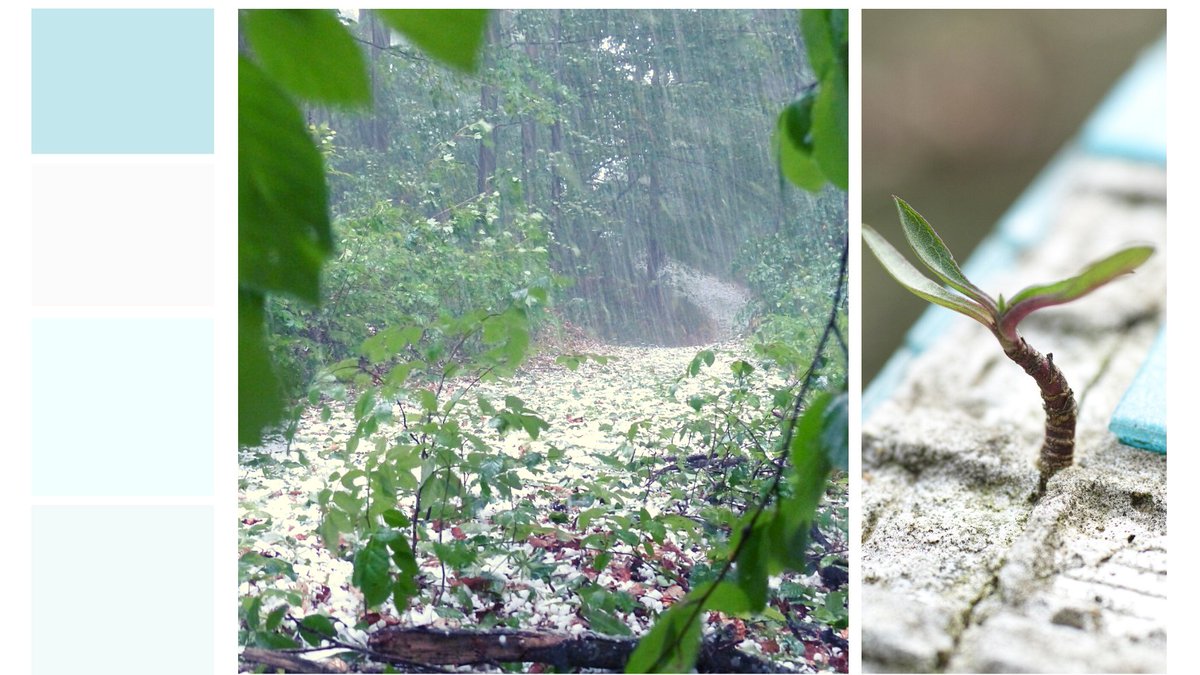 Insiemecoop's tweet image. Dall'1/03/2021 è aperta la Campagna Grandine 2021: a partire da tale data è possibile assicurare le colture contro le calamità consentite dal Piano di Gestione Rischi in Agricoltura 2021 del Ministero. 
cooperativainsieme.eu/apertura-campa…