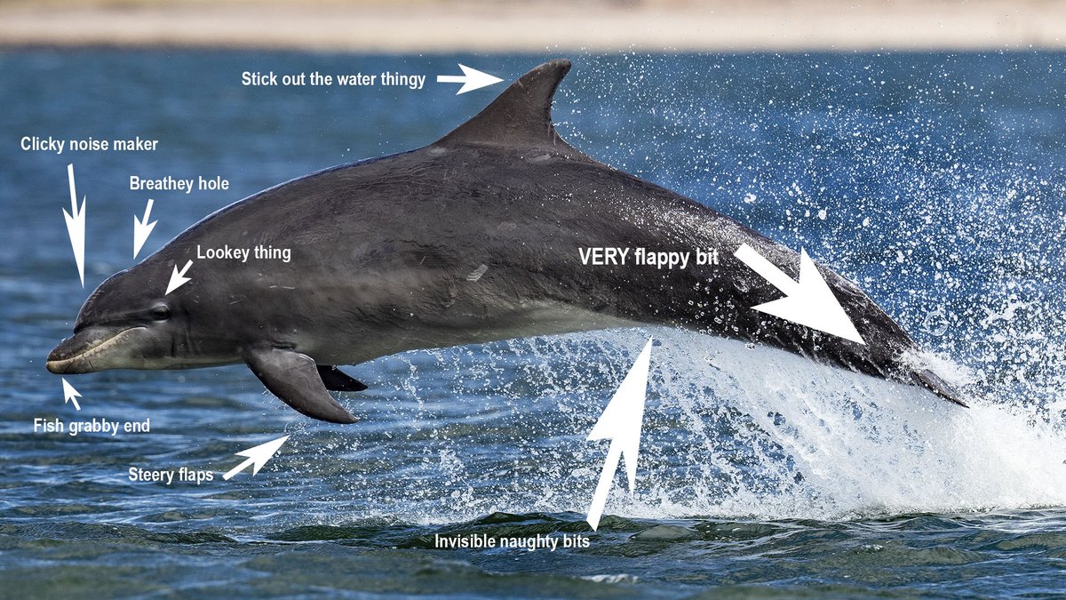 The important bits of a Bottlenose #dolphin on #WorldWildlifeDay 🐬😀 #MarineLife #BottlenoseDolphin