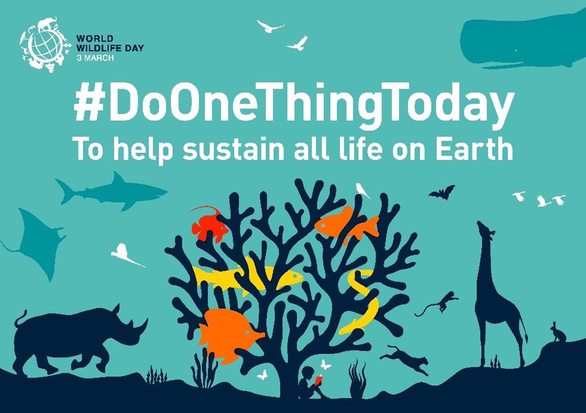 This World Wildlife Day do one thing for animals. 

Small everyday actions can make a big change! 

Find out what you can do today: changeforanimals.org/everyday-chang…

#doonethingtoday #WWD2021 #worldwildlifeday