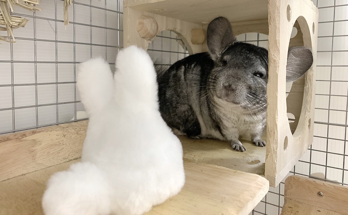 Nori Pa Twitter ハッ タップミスで今見たら小トトロじゃなくて白トトロになってた