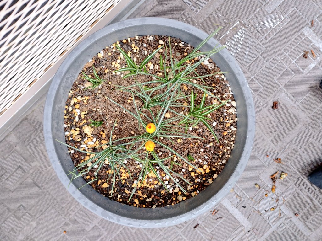 BuckedbytheStar's tweet image. It's happening. #SpringInTokyo