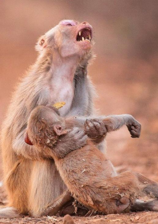 YMidzi's tweet photo. Happy World Wildlife day, lets all feel nature's pain, love and live in harmony with nature. https://t.co/FQ1Ya1xing