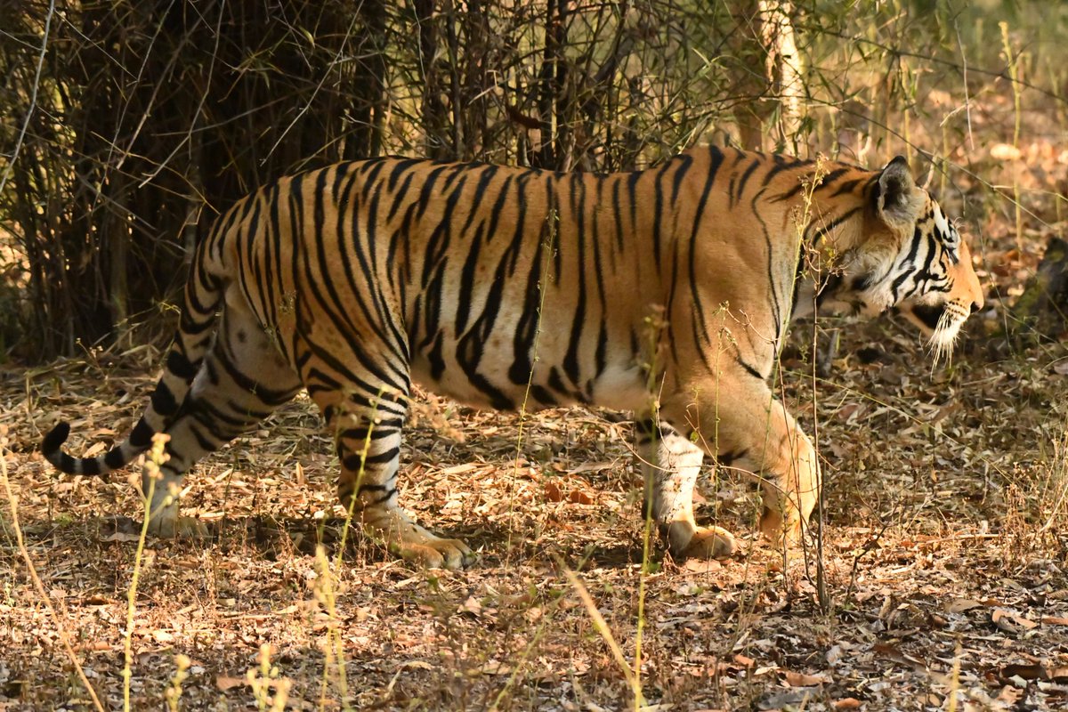 Premal Kotecha tweet media