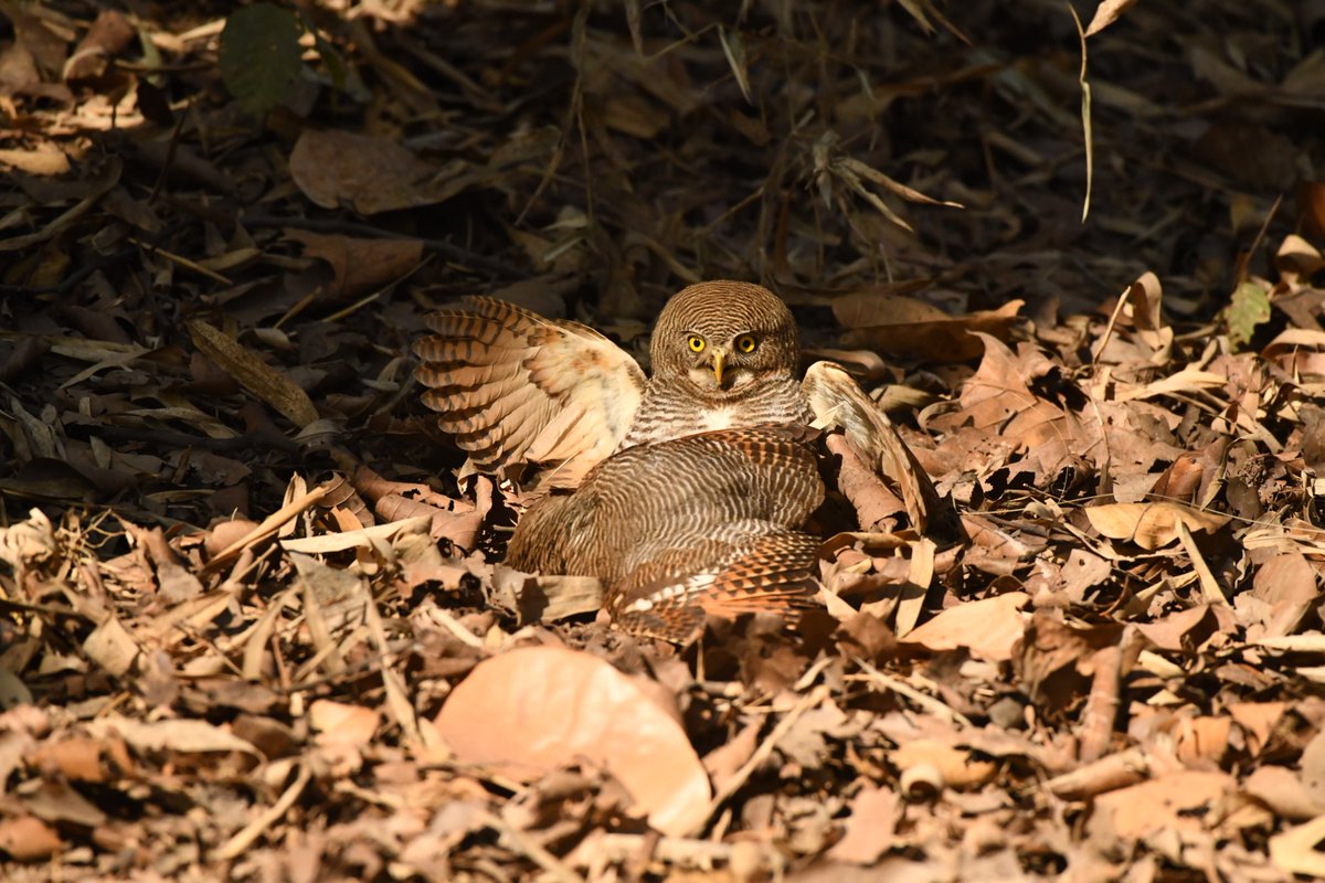 Premal Kotecha tweet media