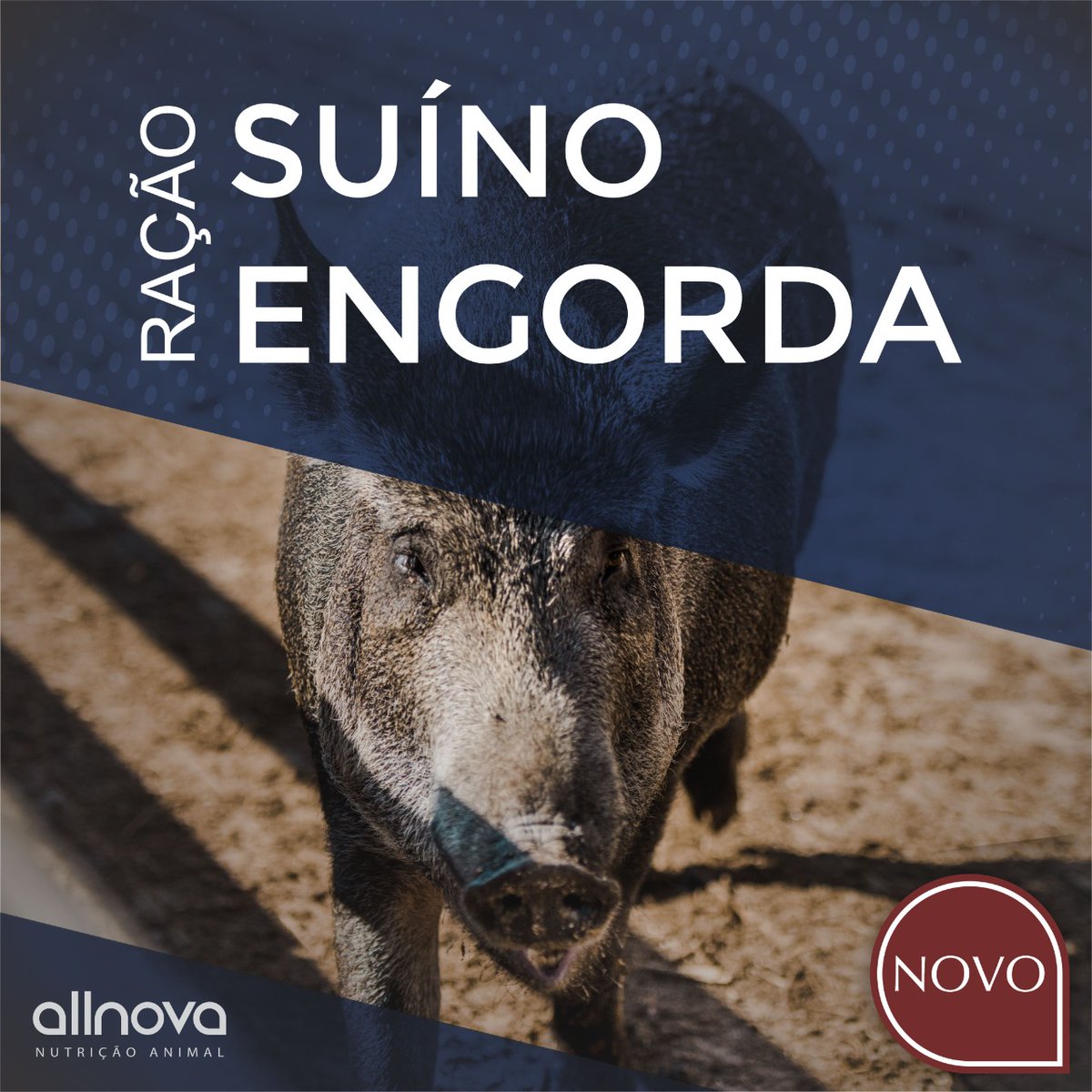 Allnova_na's tweet photo. Ração Suíno ENGORDA.
Entre em contato em 0800 941 1901 para receber mais informações de um de nossos vendedores e técnicos.
#suinos #suíno #allnova #allnovasuinoengorda #parceiroagro #nutricaoanimal #crescimento #agro #engorda https://t.co/LS6Y4VtZU8