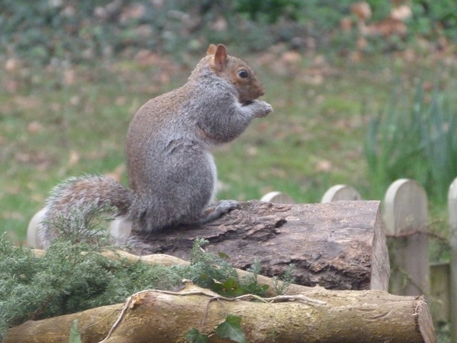 SVPS_News's tweet photo. One of our budding wildlife enthusiasts has been working on her natural bird table for her P4L lessons and has had a number of visitors!
@NatureUK @Natures_Voice #PreparationForLifeLearningAndLeadership #SVPSRemote https://t.co/36rUIIl5sB