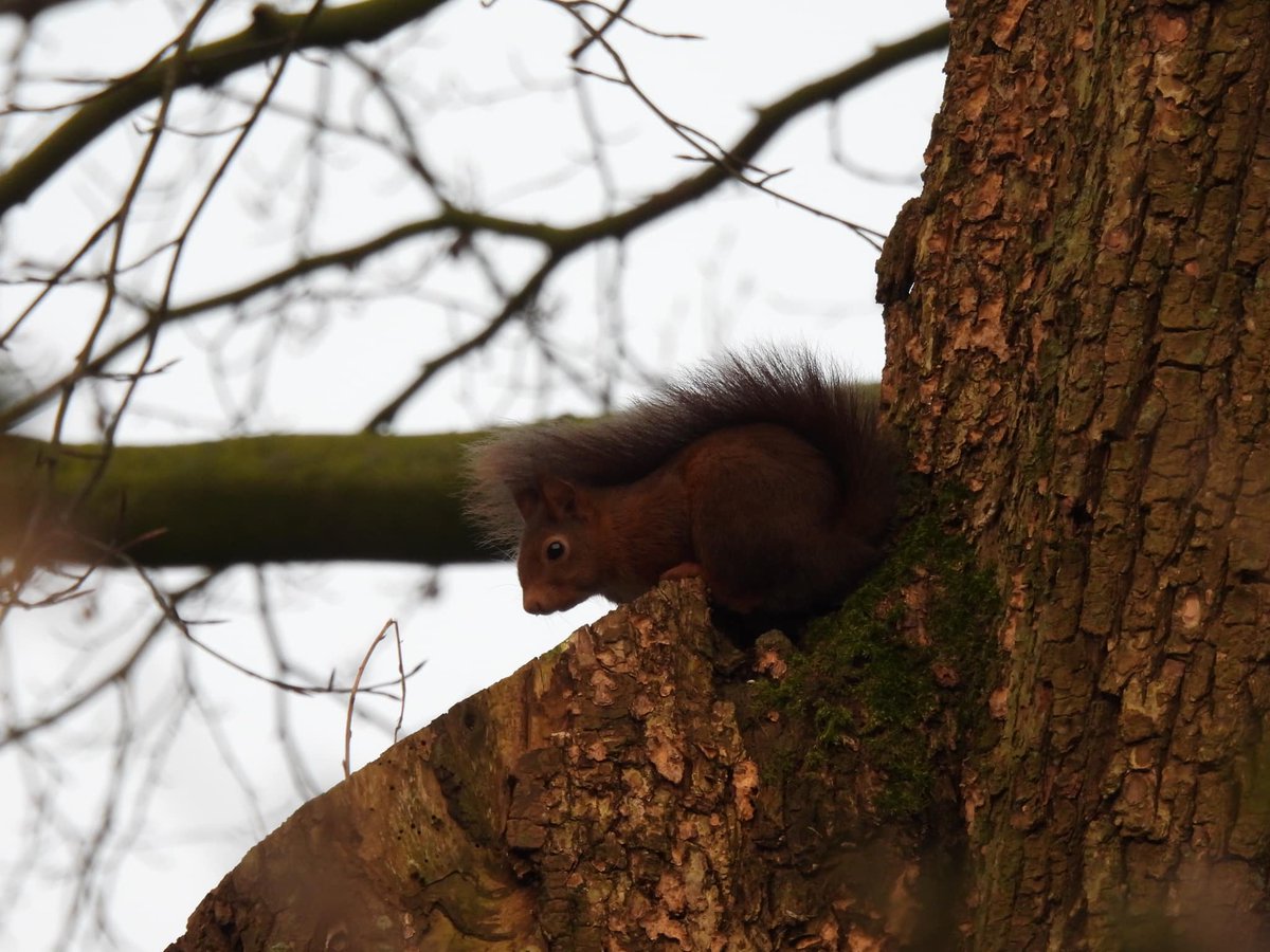 Deze week zijn we druk bezig met het herstellen, vervangen en controleren van de nestkastjes die vorig jaar zijn opgehangen. 
Tijdens de ronde zijn diverse soorten gezien die bezig waren met het bouwen van nesten, aanpassen van de nestkastjes en schonen van oude nesten.