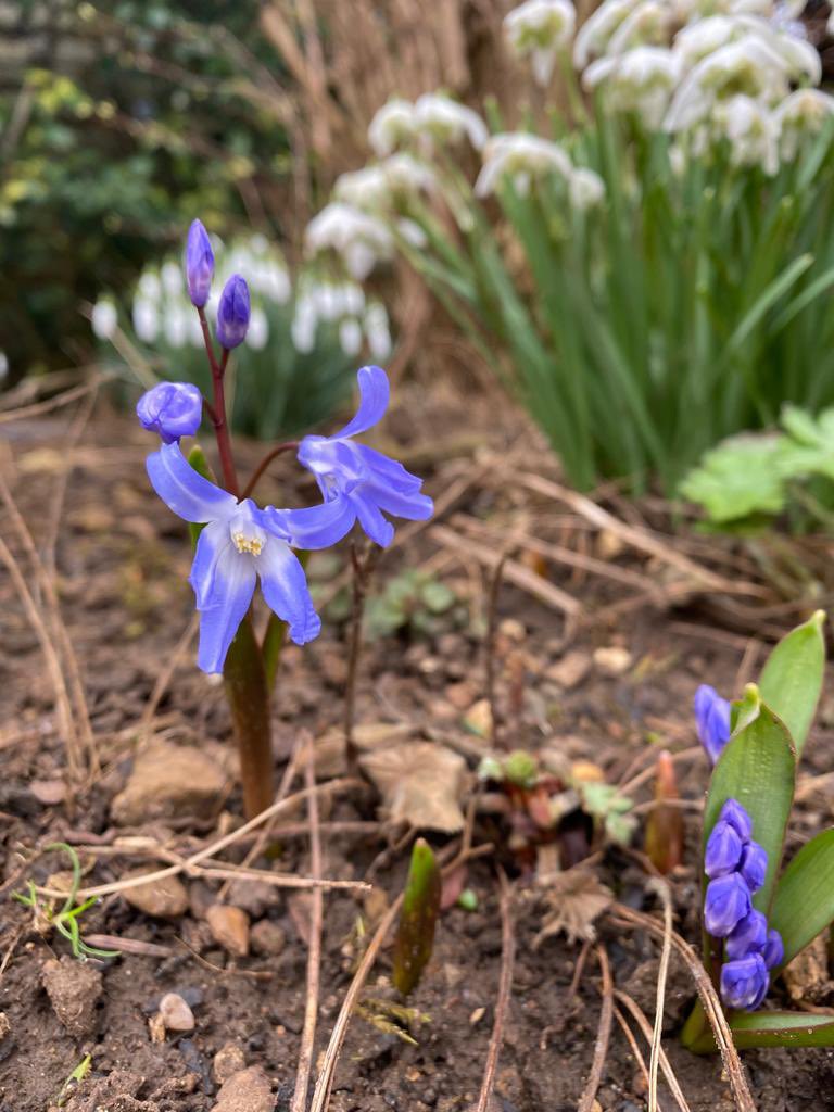 Scilla siberica #spring #gardening #oxfordshire #mges