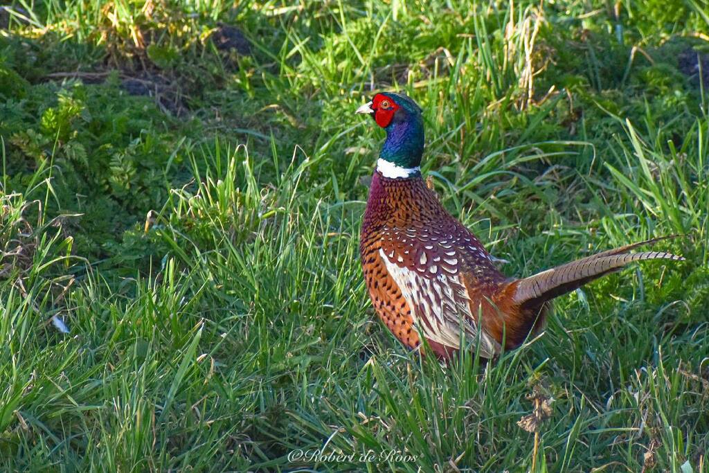 Droos_tweet's tweet photo. A male pheasant
-
#pheasant #pheasants #bird #birds #birdsofinstagram #birdphotography #birdlovers #birdlover #birdseurope #birds_nature #birdwatching #birdsphotography #birdsofholland #birdstagram #birding #birdingphotography #birdphoto #birdphotos #bi… https://t.co/22RB69nt4c https://t.co/iwpWHtWDHN