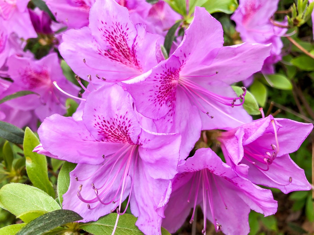 GlennethDotCom's tweet photo. Are you excited? Spring is almost here!
🌹🌸💐🌺🌷🌻🥀🌼
One of the things I love most about Tennessee in the spring is all the beautiful flowers.
🌹🌸💐🌺🌷🌻🥀🌼
What's your favorite part of spring? https://t.co/nl2KOPPdDb