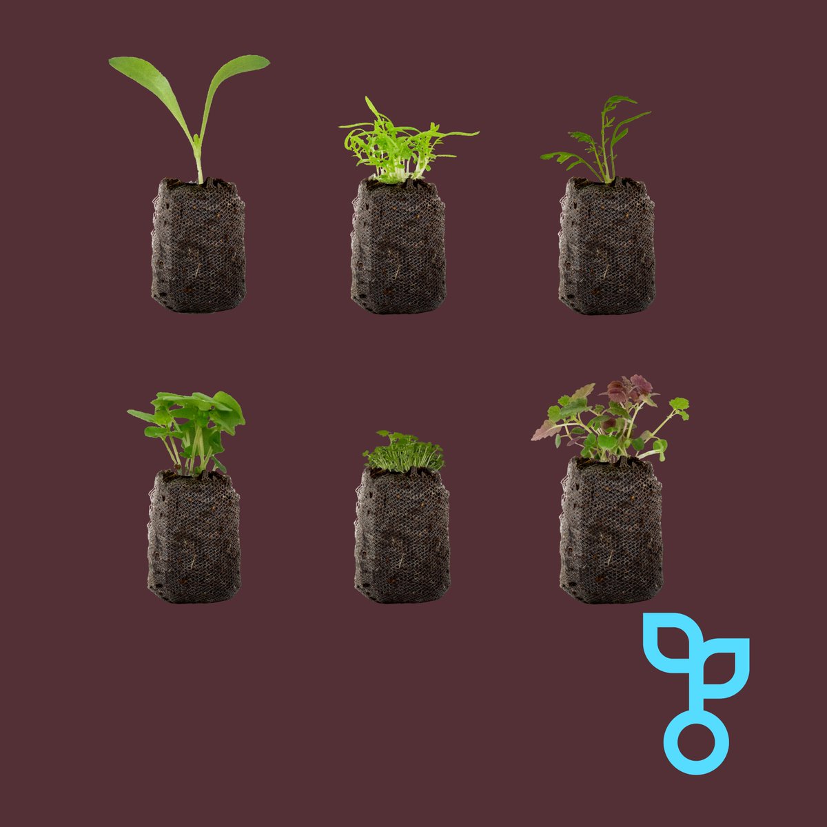 Eat, sleep, care for your plug plants, repeat. 

#food #health #wellness #recipes #ingredients #london #shoplocal #verticalfarming #sustainability