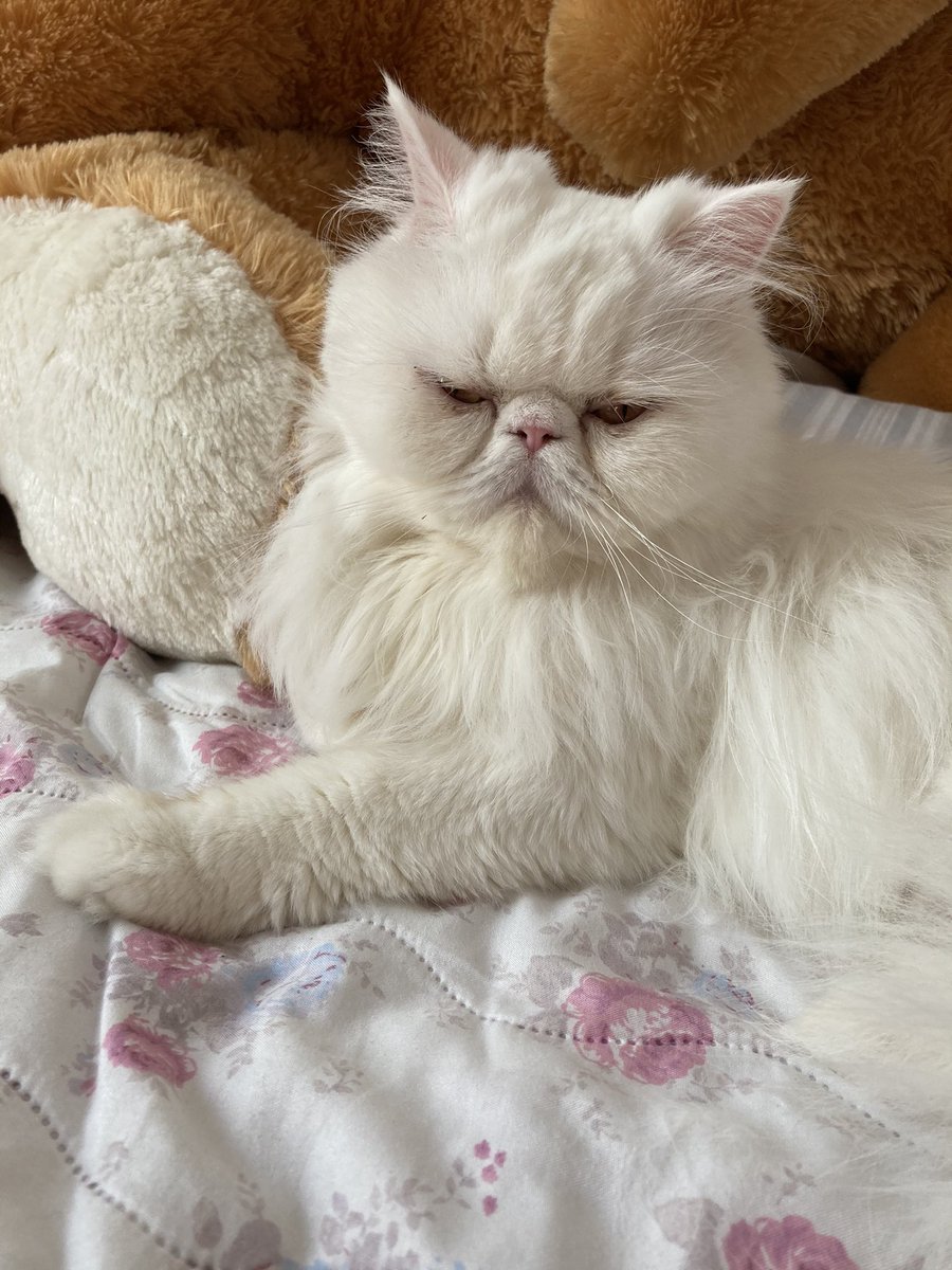 Profildeki linkten 1 tl nizi gönderirmisiniz pamuğum için 🙏