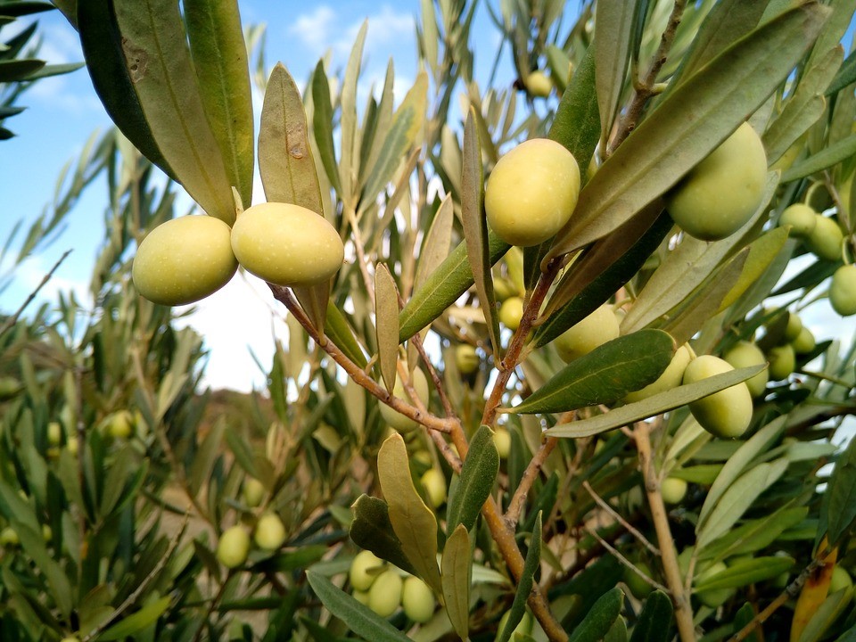 Find out about Xylella, a devastating tree and plant disease present in parts of Europe this Xylella Awareness Week https://t.co/IxuZnsRnhX #brigitxylella https://t.co/5ZX1D6un0E