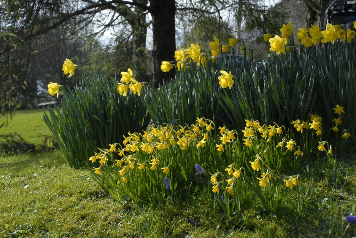 Почему не цвели нарциссы. Уэльс – Нарцисс (Daffodil). Озерный Уэльс нарциссы. Кардифф Уэльс нарциссы. Желтый Нарцисс Уэльс.