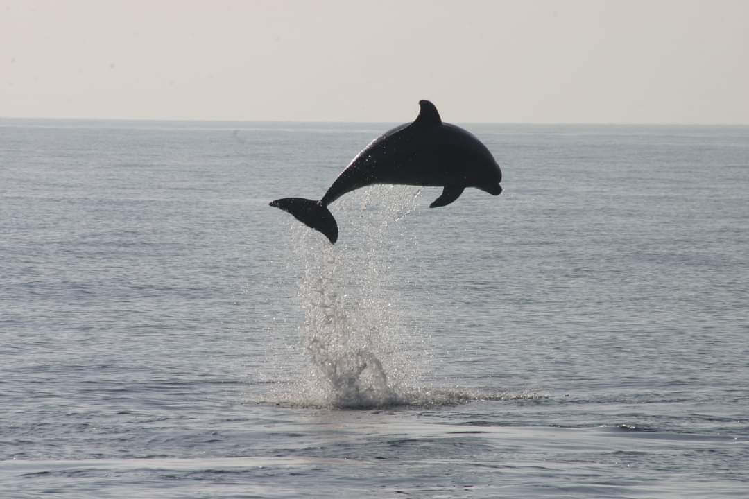 🔵 Celebriamo il #WorldWildlifeDay per ricordare l'importanza di preservare #flora e #fauna selvatiche a rischio estinzione. Anche il #tursiope🐬 è a rischio per inquinamento, cambiamento climatico e  #interazioni con la #pesca.
 #WWD  #Lifeproject #EUBiodiversity