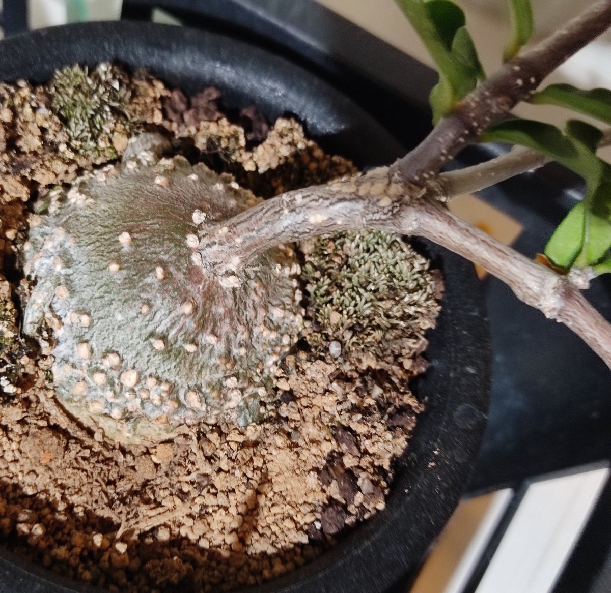 しんしんしん フォッケアエデュリス 火星人 が２年でここまで育ちました 今年の夏どんな成長を見せてくれるか楽しみです 伸び続けるツルは剪定した方がいいのでしょうか