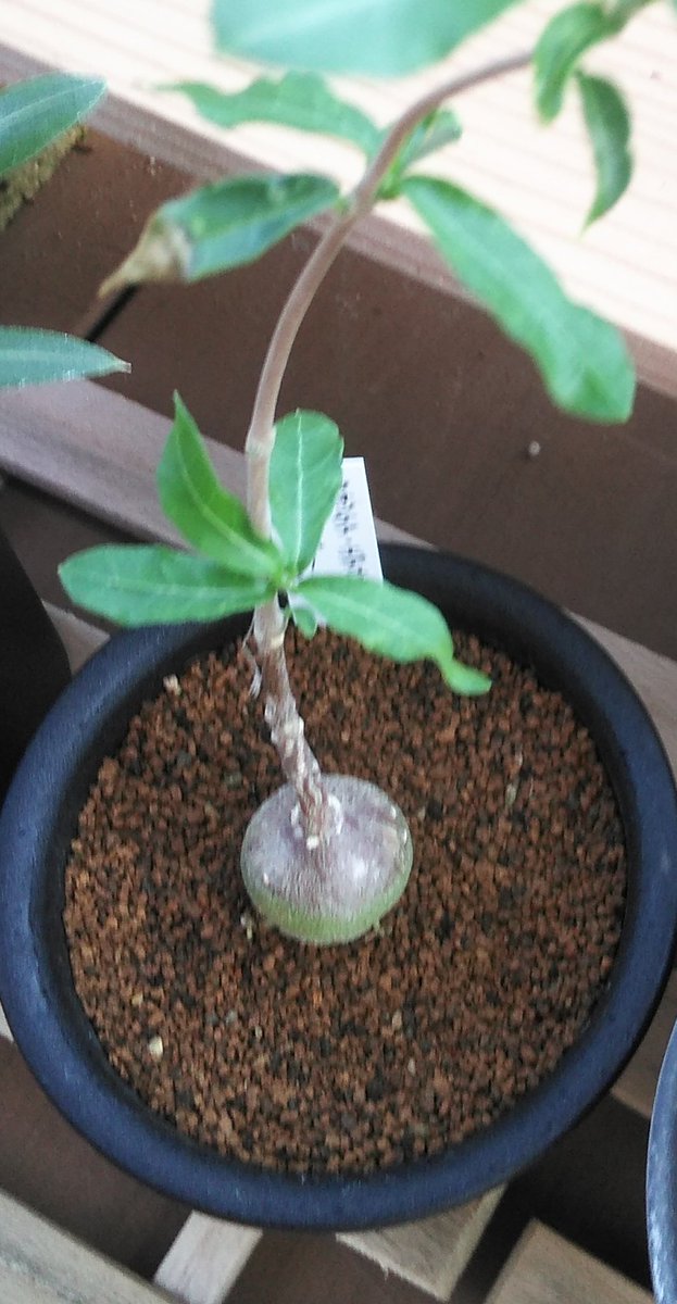 しんしんしん フォッケアエデュリス 火星人 が２年でここまで育ちました 今年の夏どんな成長を見せてくれるか楽しみです 伸び続けるツルは剪定した方がいいのでしょうか