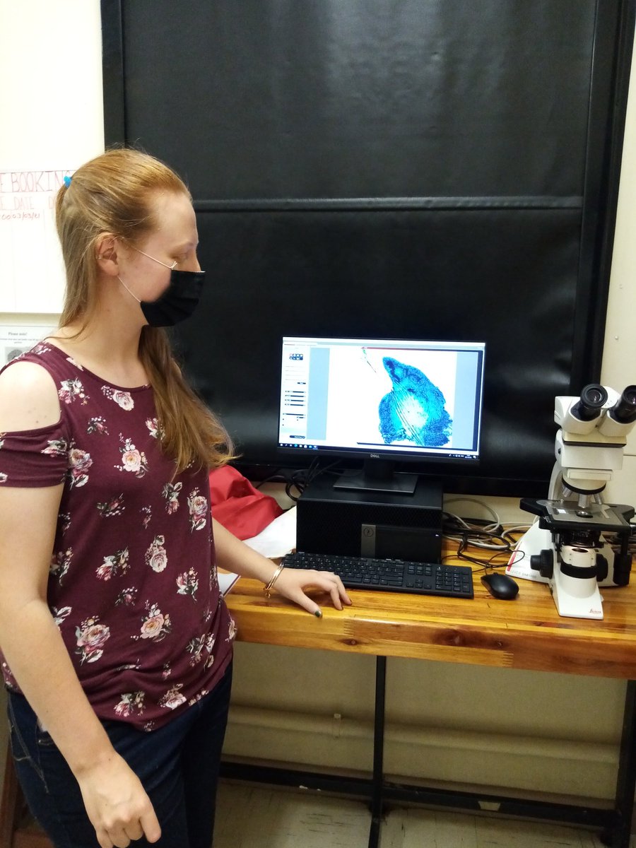A_Benthic's tweet photo. #WormWednesday Adri &amp; Danné with their first slides of their Honours projects of Lumbrineridae and Nereididae from Knysna Estuary, South Africa @jyothikara @HvR_Science @Stephschoeman @SimonPolyLabSA https://t.co/gvADhLa0n8