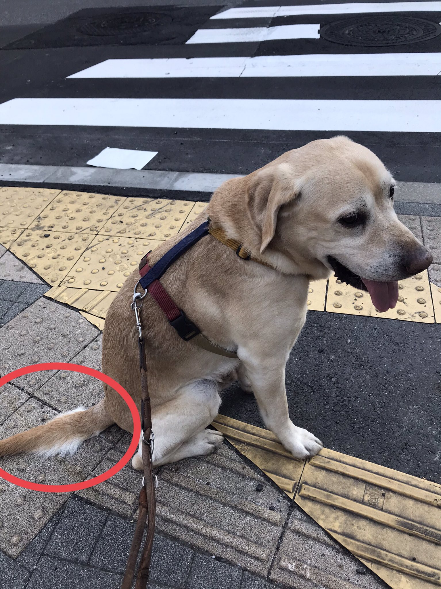 松本秀樹 犬と旅してた人 ご提案 信号待ちなど お座りをして待っている 尻尾の長い犬達の飼い主さん 先日 自転車に まさはる君の尻尾を踏まれそうになったので お座りをして待つ場合は ここに立ちませんか 尻尾も 骨と筋肉でできており