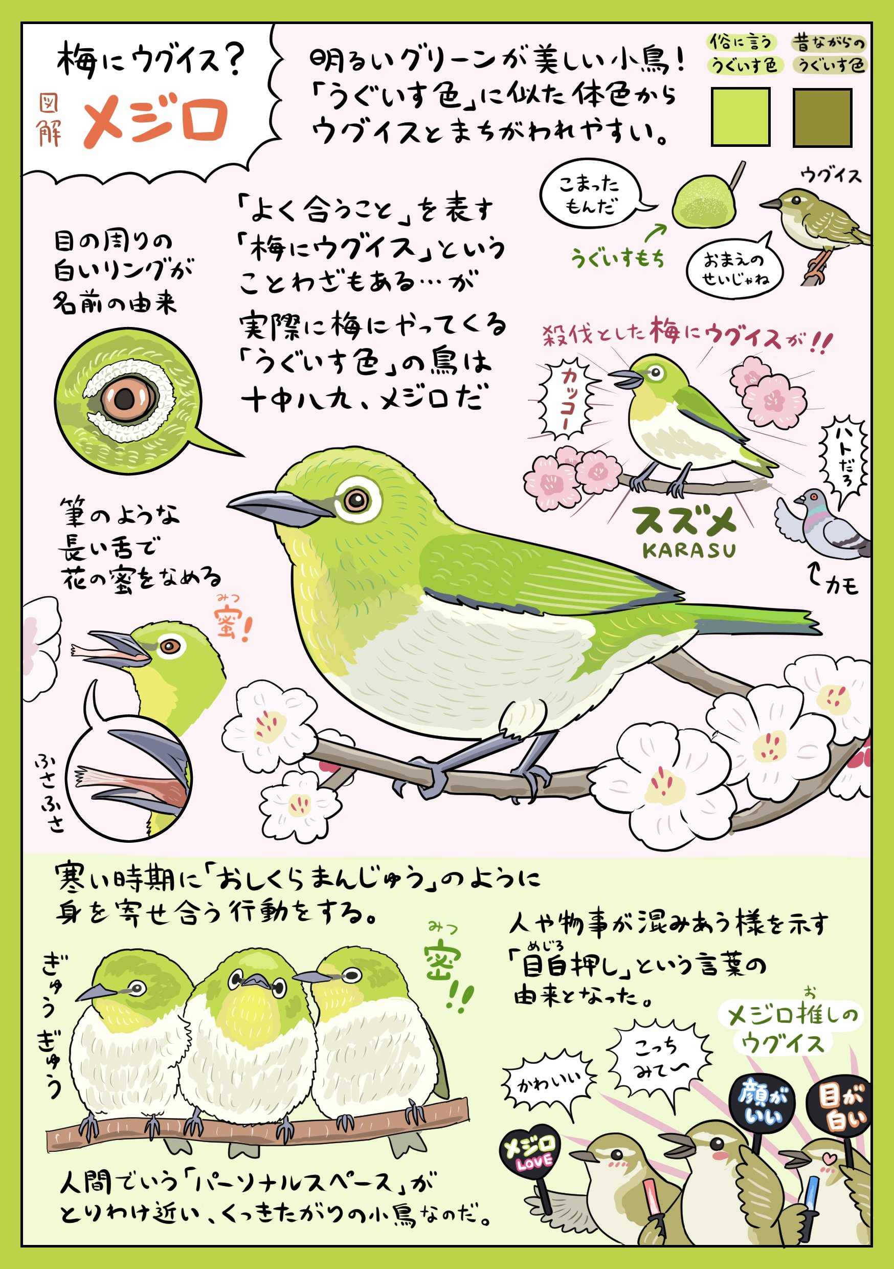 ぬまがさワタリ ゆかいないきもの超図鑑 ３ ８発売 メジロ 図解 誤字や梅 桜っぽかった などを微調整して修正版をブログ等にあげました チィー 鳴き声 ブログ T Co 3cndm7viel Note T Co Qopr6goub1 Twitter