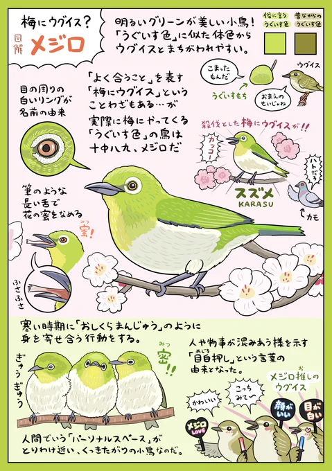 梅の花が見頃な今日このごろ、花より団子と梅バイキングにいそしむ小鳥「メジロ」の図解です。ウグイスとの混同を防ぐためにも、こういうグリーンは今後「メジロ色」と呼ぶべきではないでしょうか。ぎゅうぎゅう密メジロを目撃して「メジロ押し!!」と叫ぶことが最近の目標です。 